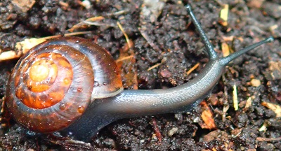 身近な生き物 自然公園で見られるカタツムリの仲間 今週のイチオシ 金沢動物園公式サイト 公益財団法人 横浜市緑の協会