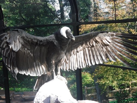 朝日に向かって 動物トピックス 野毛山動物園公式サイト 公益財団法人 横浜市緑の協会