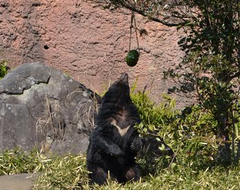 クマは甘いもの好き 飼育日誌 よこはま動物園ズーラシア公式サイト 公益財団法人 横浜市緑の協会