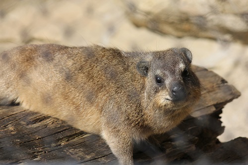 気温が低くなってくると アフリカのサバンナ ズーラシア よこはま動物園ズーラシア公式サイト 公益財団法人 横浜市緑の協会