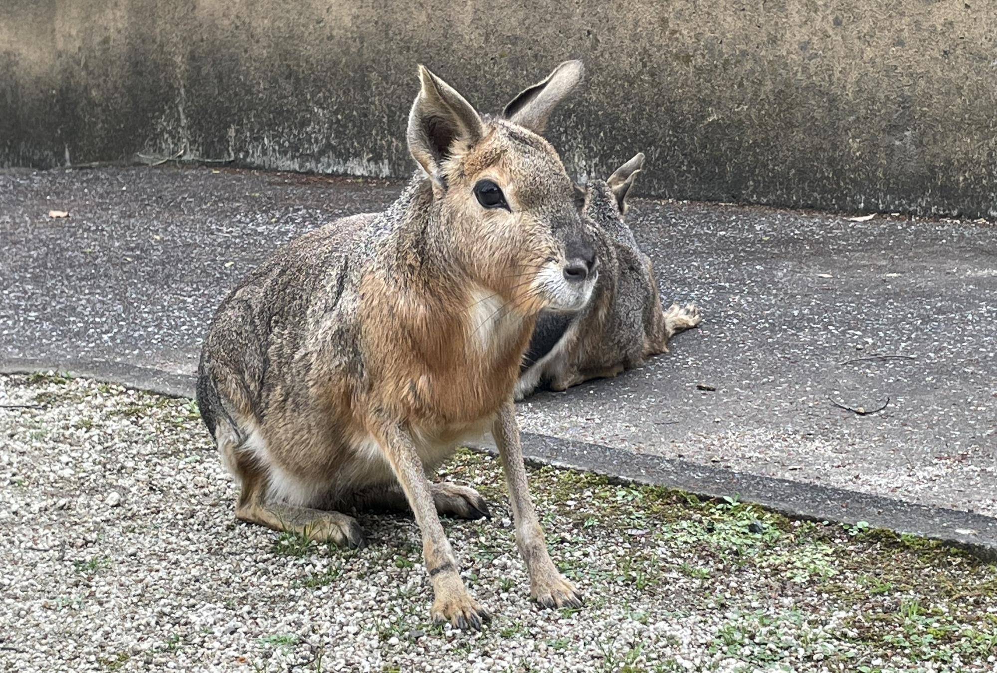 マーラ肢の説明 コピー.jpeg