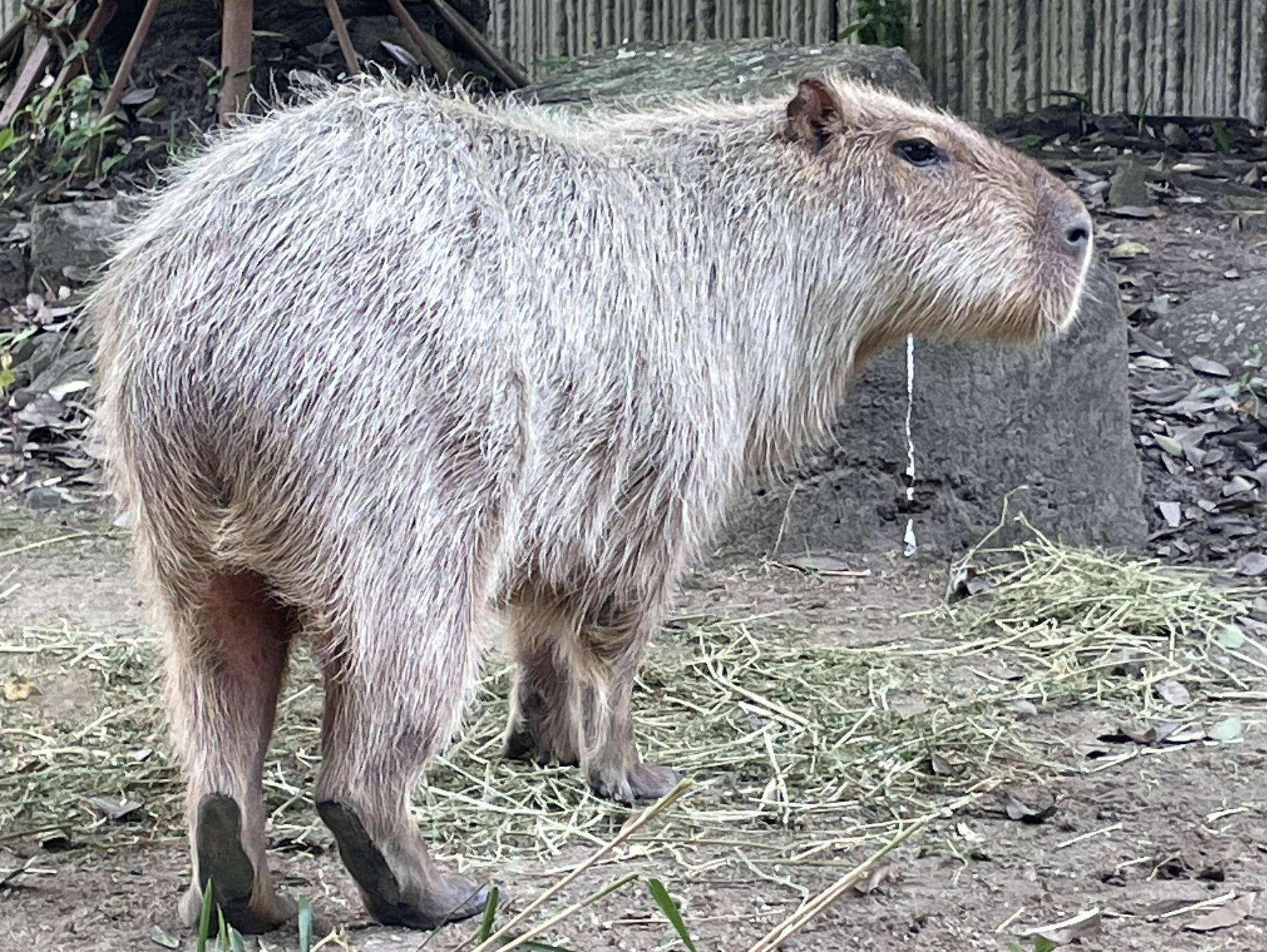 カピバラの後ろ姿(お尻と尻尾の説明) コピー.jpeg