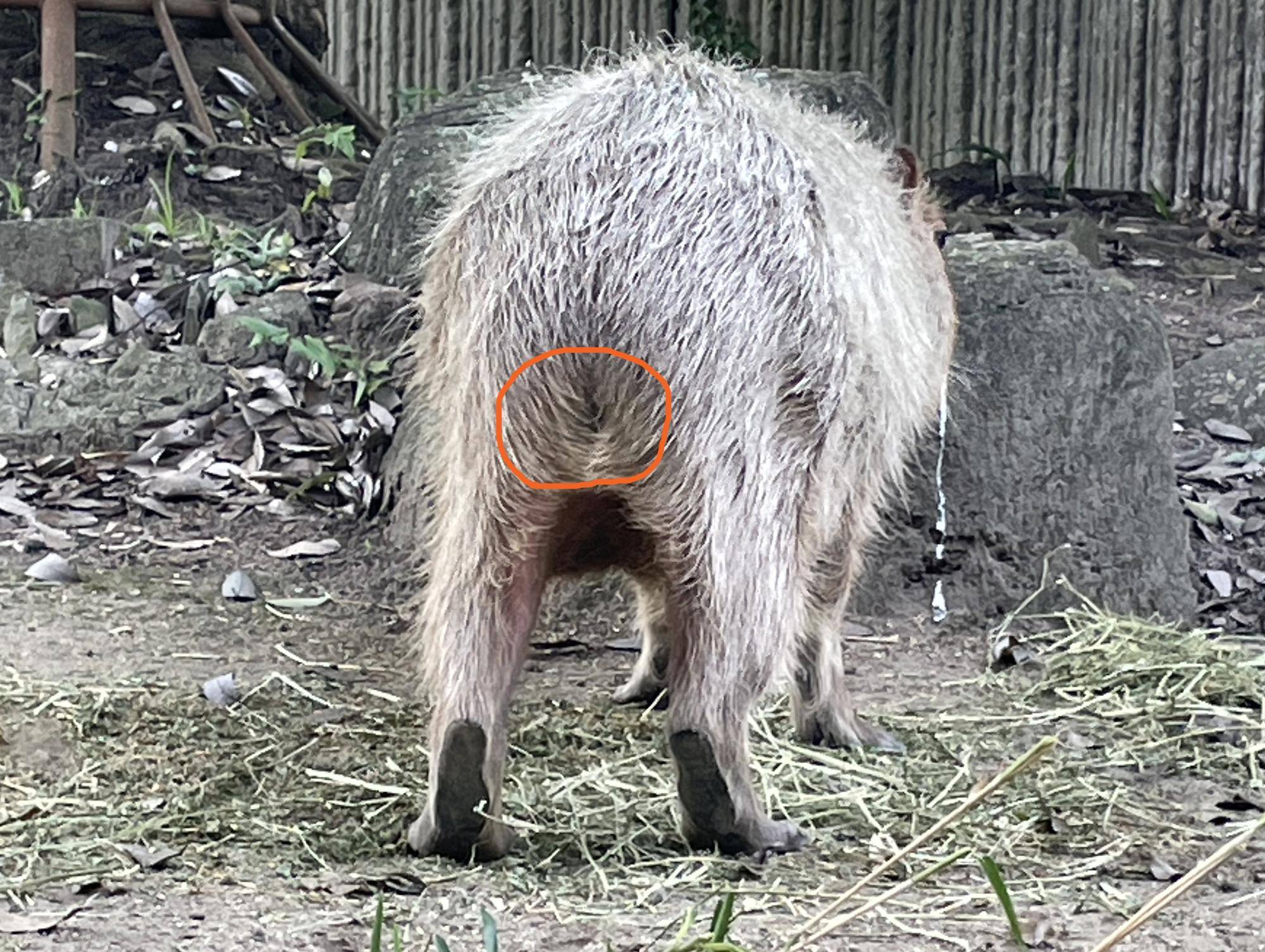 カピバラのお尻、尻尾の痕跡 コピー.jpeg