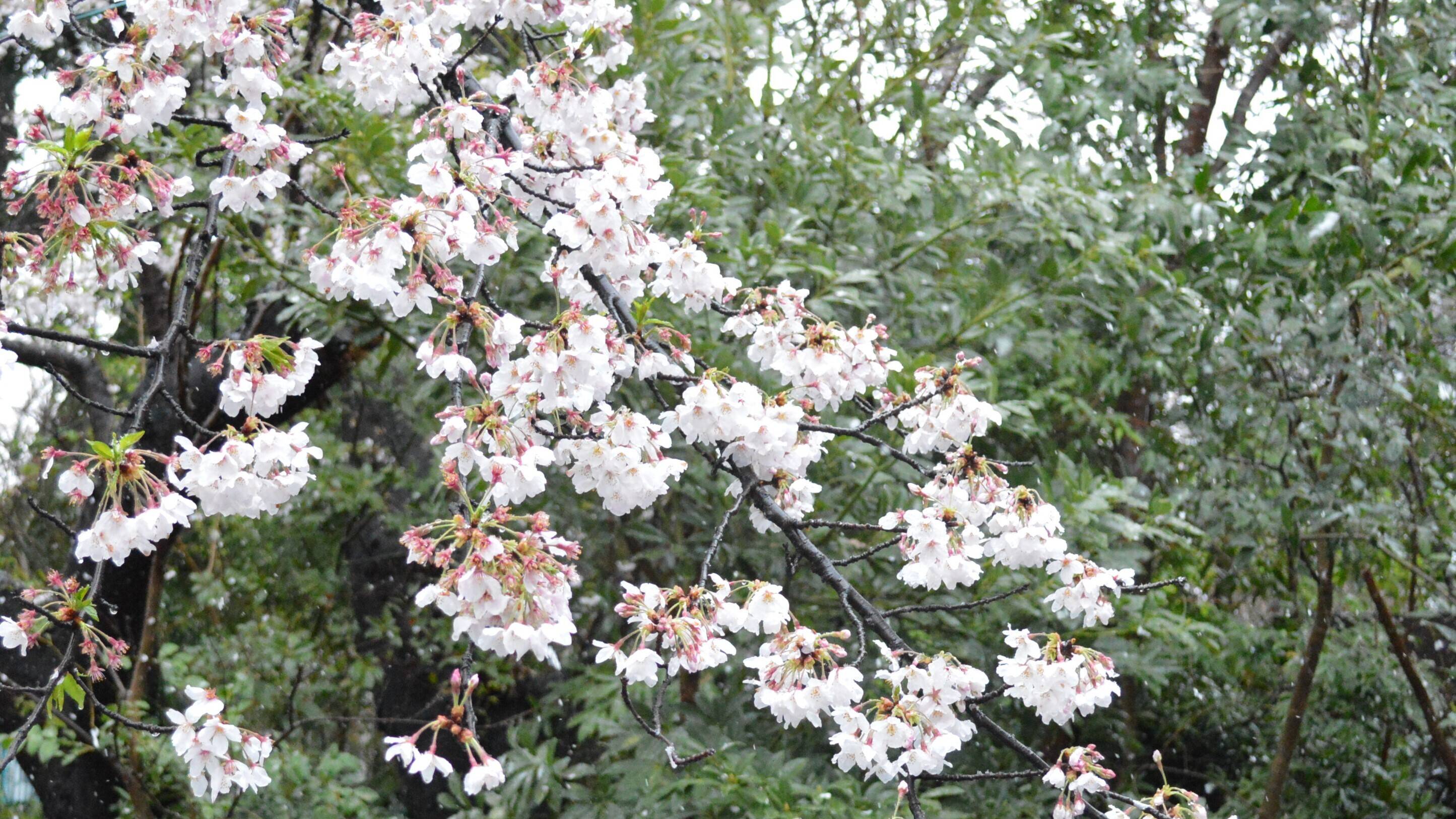 まさかの雪景色と桜 3月29日 桜開花 野毛山動物園公式サイト 公益財団法人 横浜市緑の協会