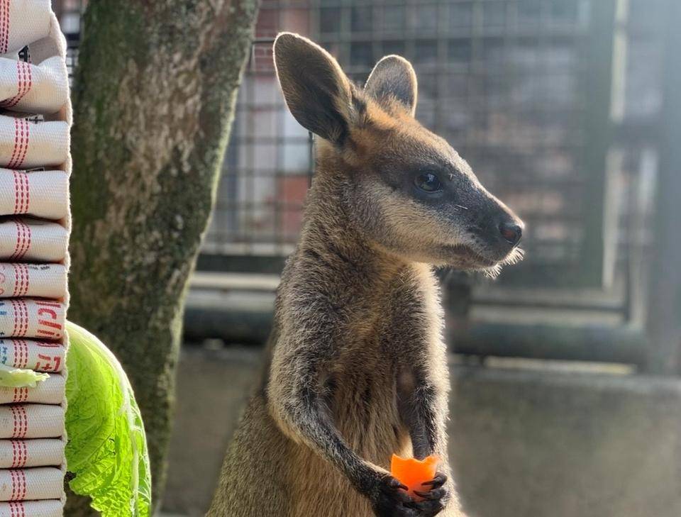 アスタの最近のお気に入り 動物トピックス 野毛山動物園公式サイト 公益財団法人 横浜市緑の協会