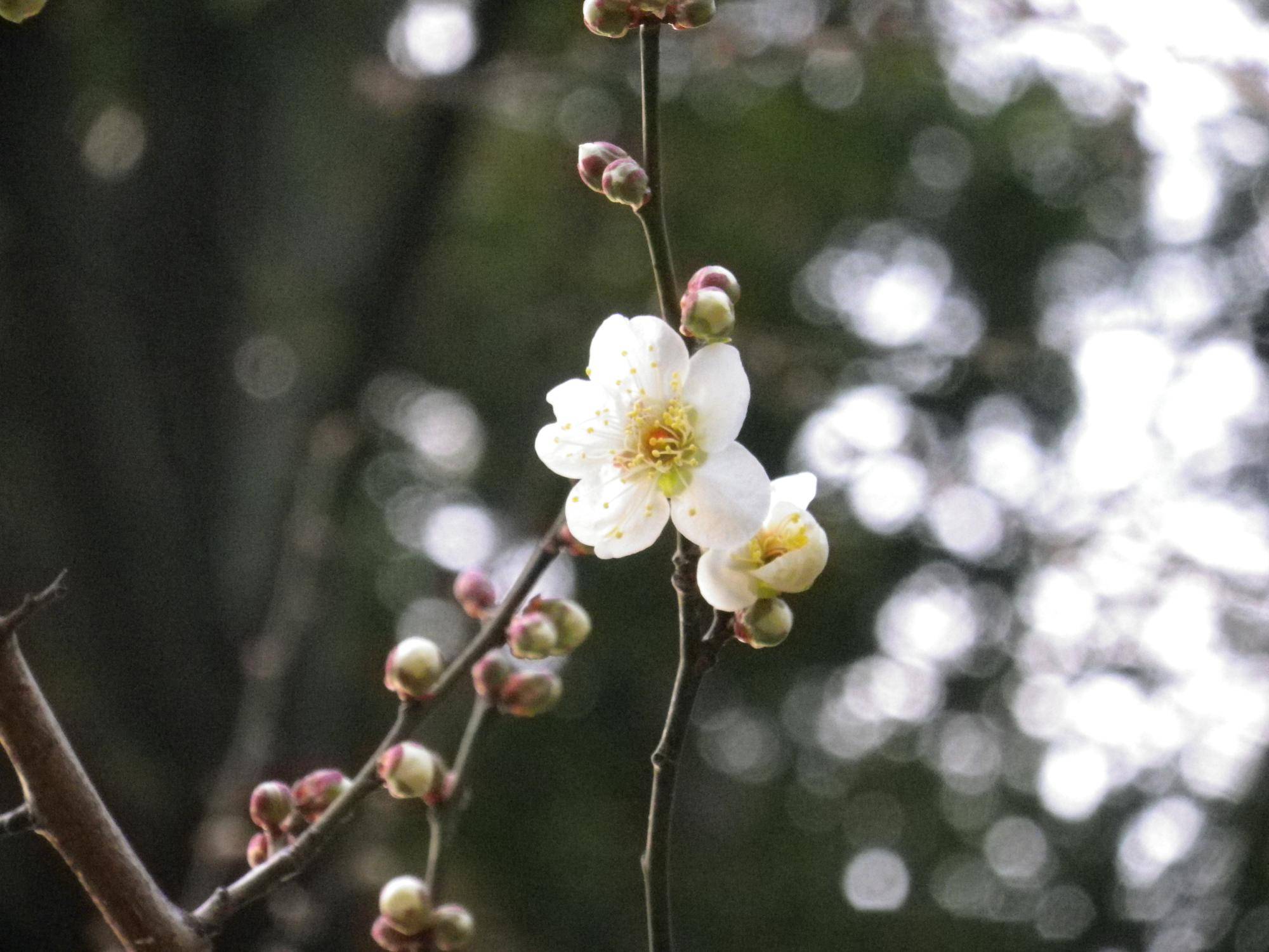 1輪の梅の花.jpg