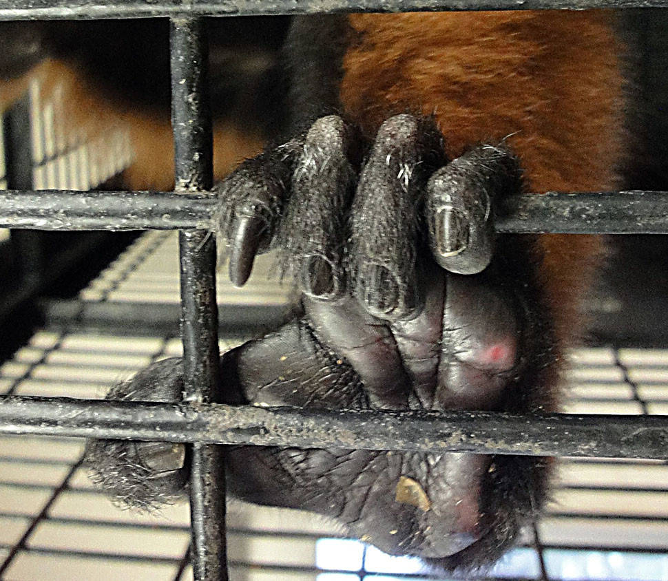 肉球くらべ アカエリマキキツネザルの巻 ブログ 野毛山動物園公式サイト 公益財団法人 横浜市緑の協会