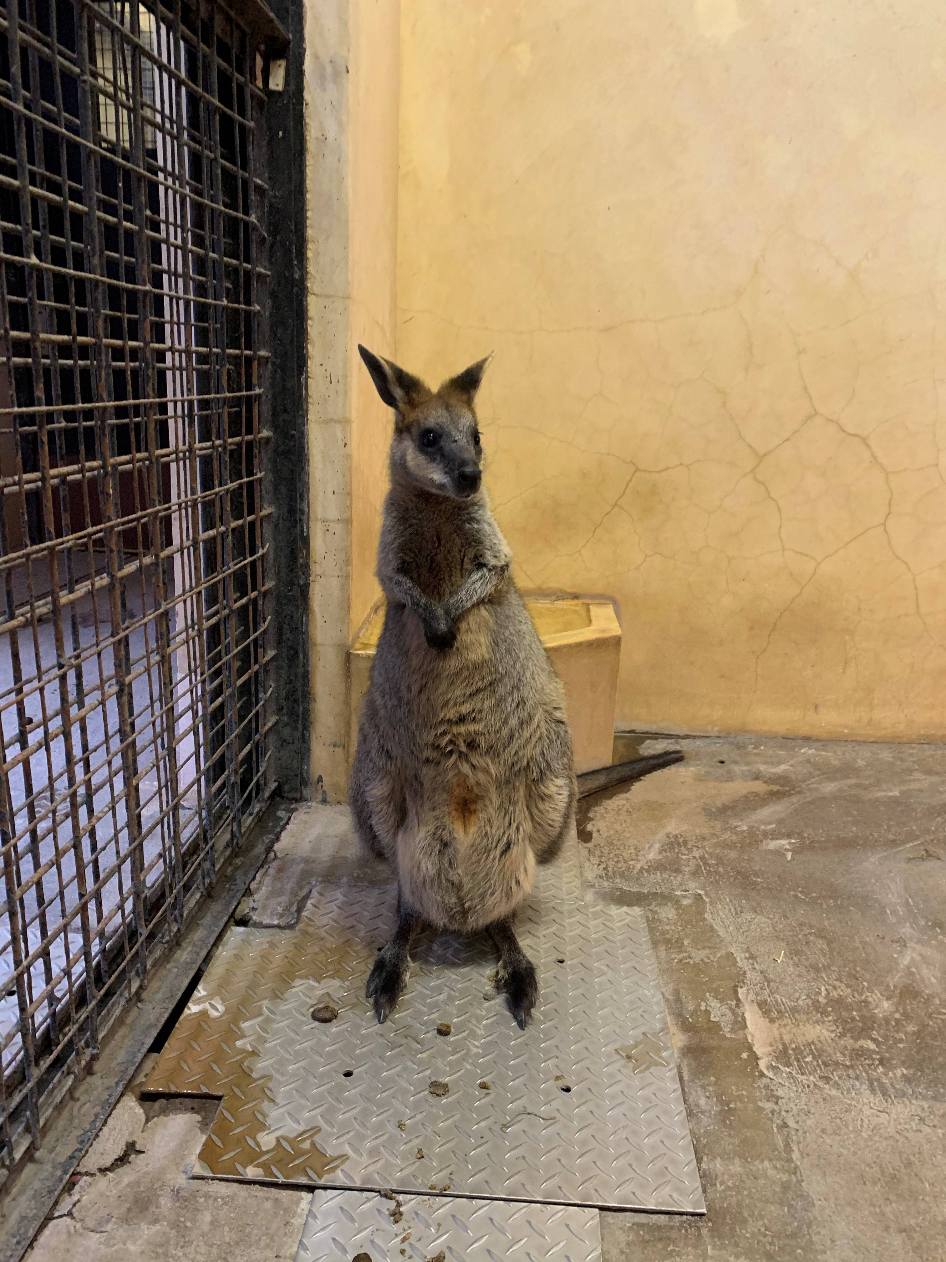 アスタの最近のお気に入り 動物トピックス 野毛山動物園公式サイト 公益財団法人 横浜市緑の協会