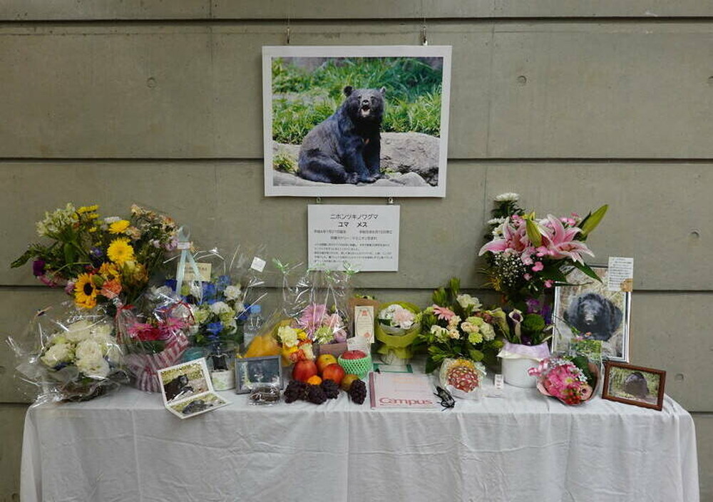 ユマの献花台終了しました 飼育日誌 よこはま動物園ズーラシア公式サイト 公益財団法人 横浜市緑の協会