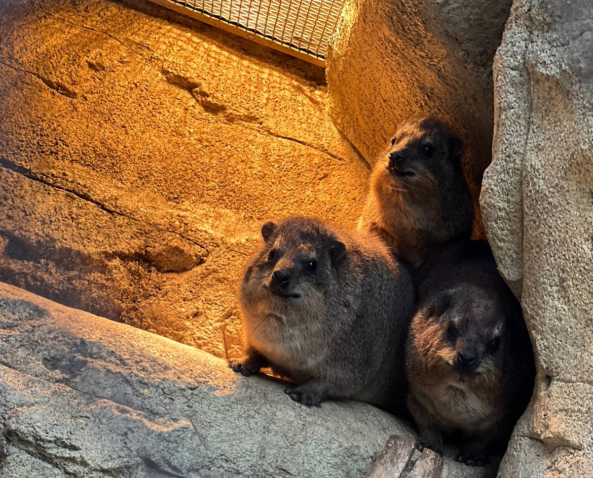 ハイラックス正月