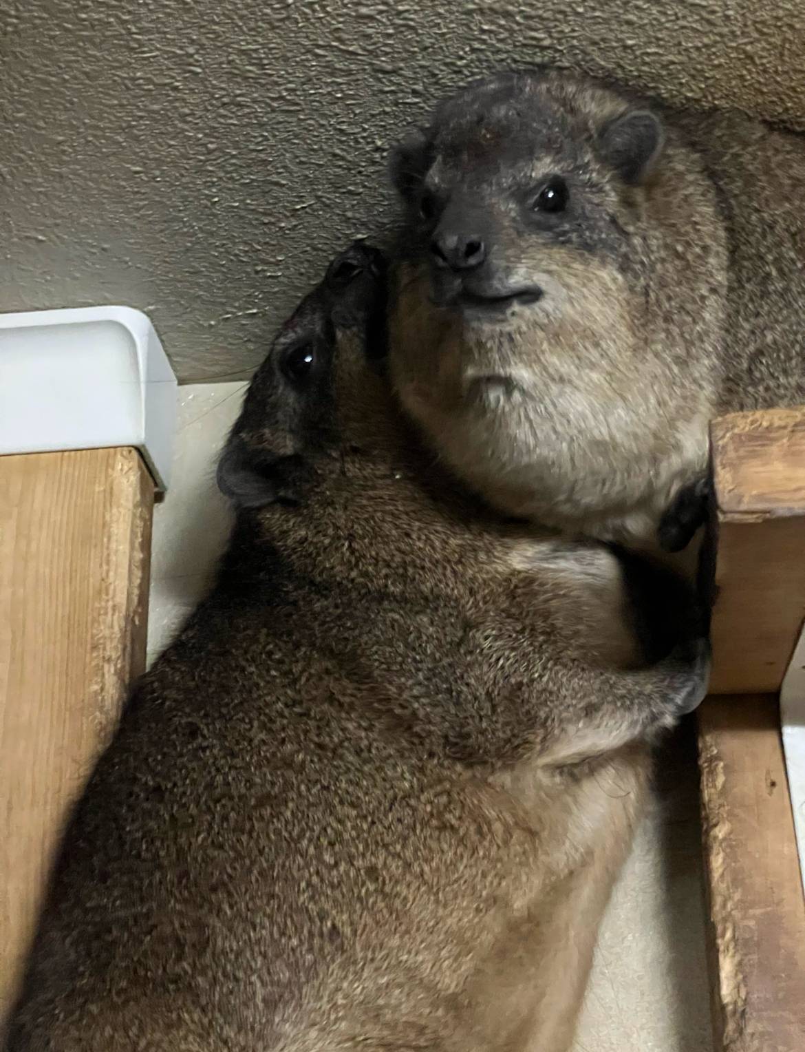 ハイラックス正月