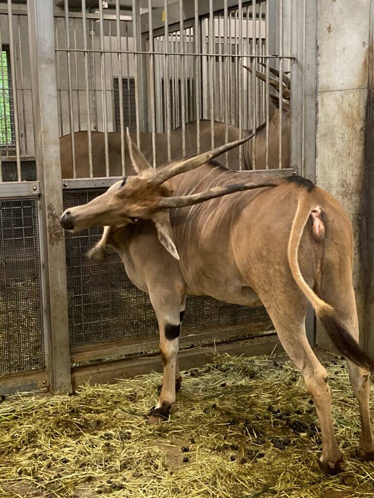 サバンナエリアの１ショットブログ その１９ アフリカのサバンナ ズーラシア よこはま動物園ズーラシア公式サイト 公益財団法人 横浜市緑の協会