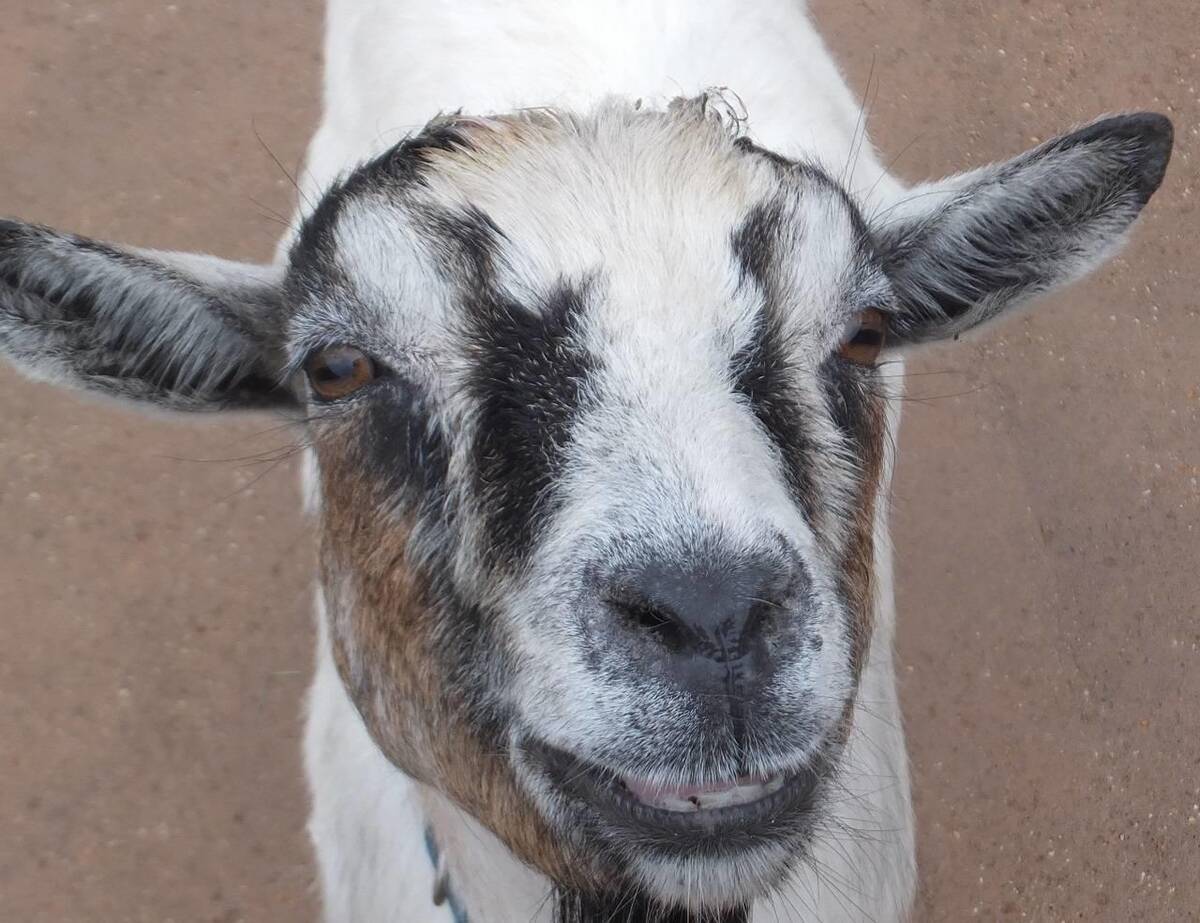 ピグミーゴート アフリカのサバンナ 動物紹介 よこはま動物園ズーラシア公式サイト 公益財団法人 横浜市緑の協会