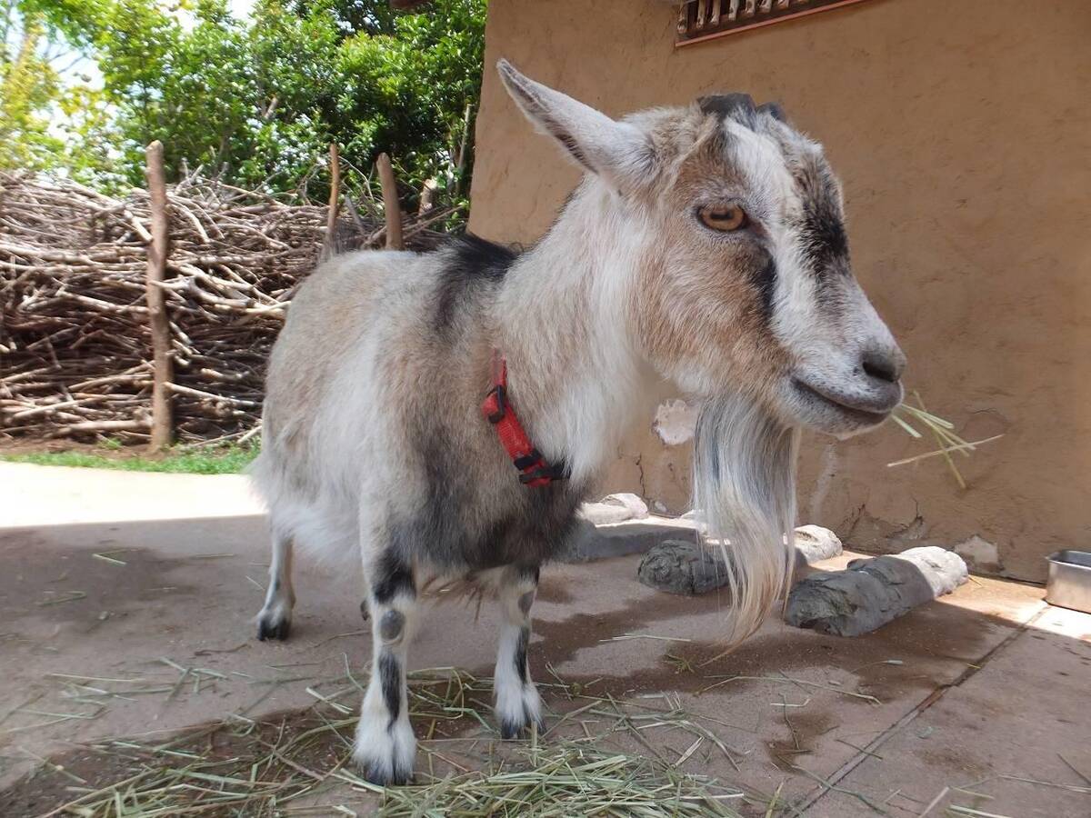 ピグミーゴート アフリカのサバンナ 動物紹介 よこはま動物園ズーラシア公式サイト 公益財団法人 横浜市緑の協会