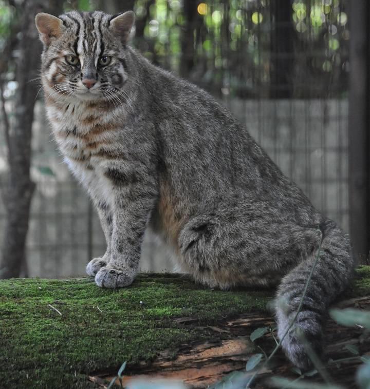 ツシマヤマネコ 日本の山里 動物紹介 よこはま動物園ズーラシア公式サイト 公益財団法人 横浜市緑の協会