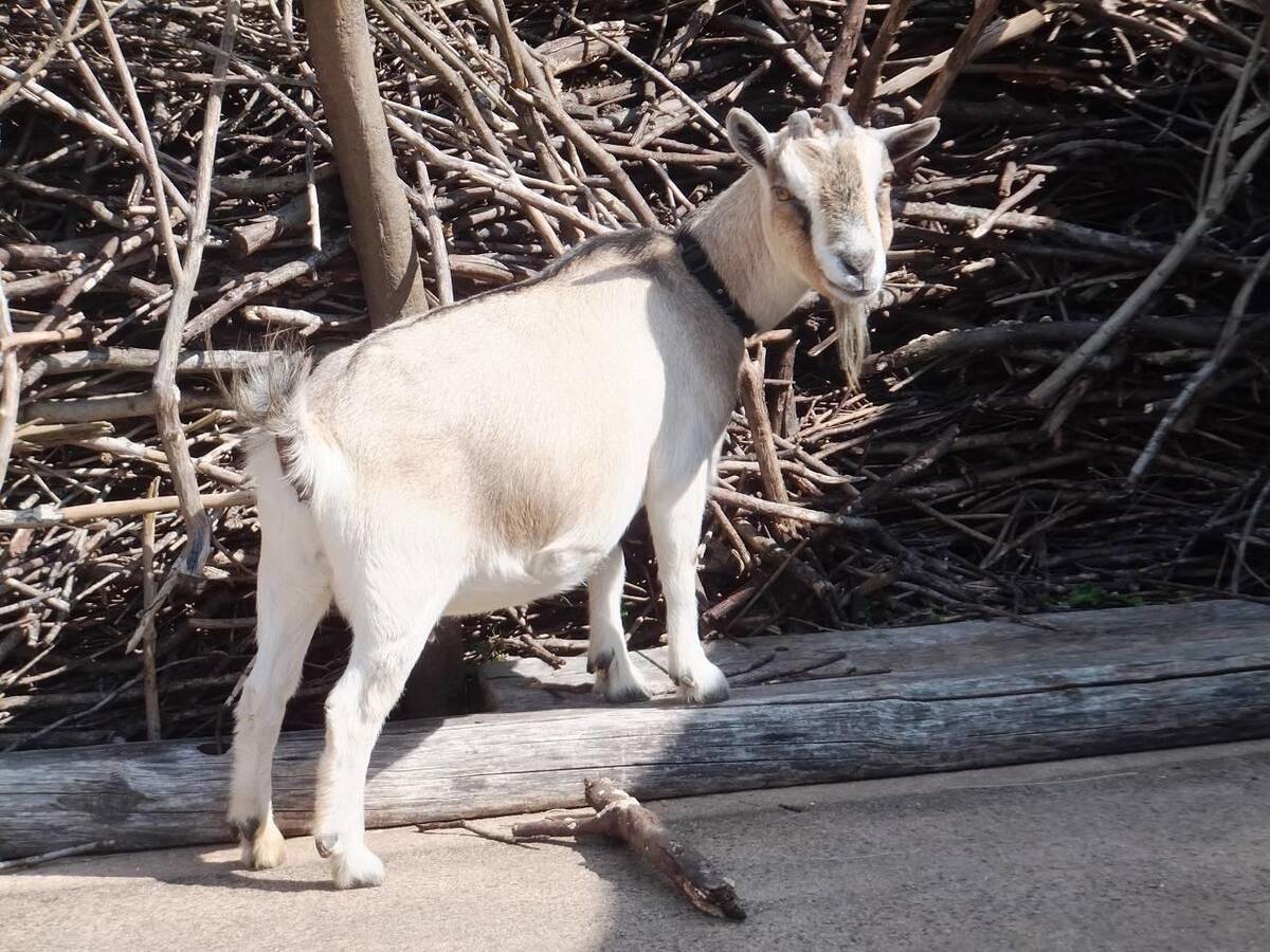 ピグミーゴート アフリカのサバンナ 動物紹介 よこはま動物園ズーラシア公式サイト 公益財団法人 横浜市緑の協会