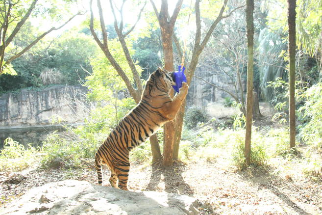 頂いた遊具で 動画も見てね その2 すまとらとらブログ よこはま動物園ズーラシア公式サイト 公益財団法人 横浜市緑の協会