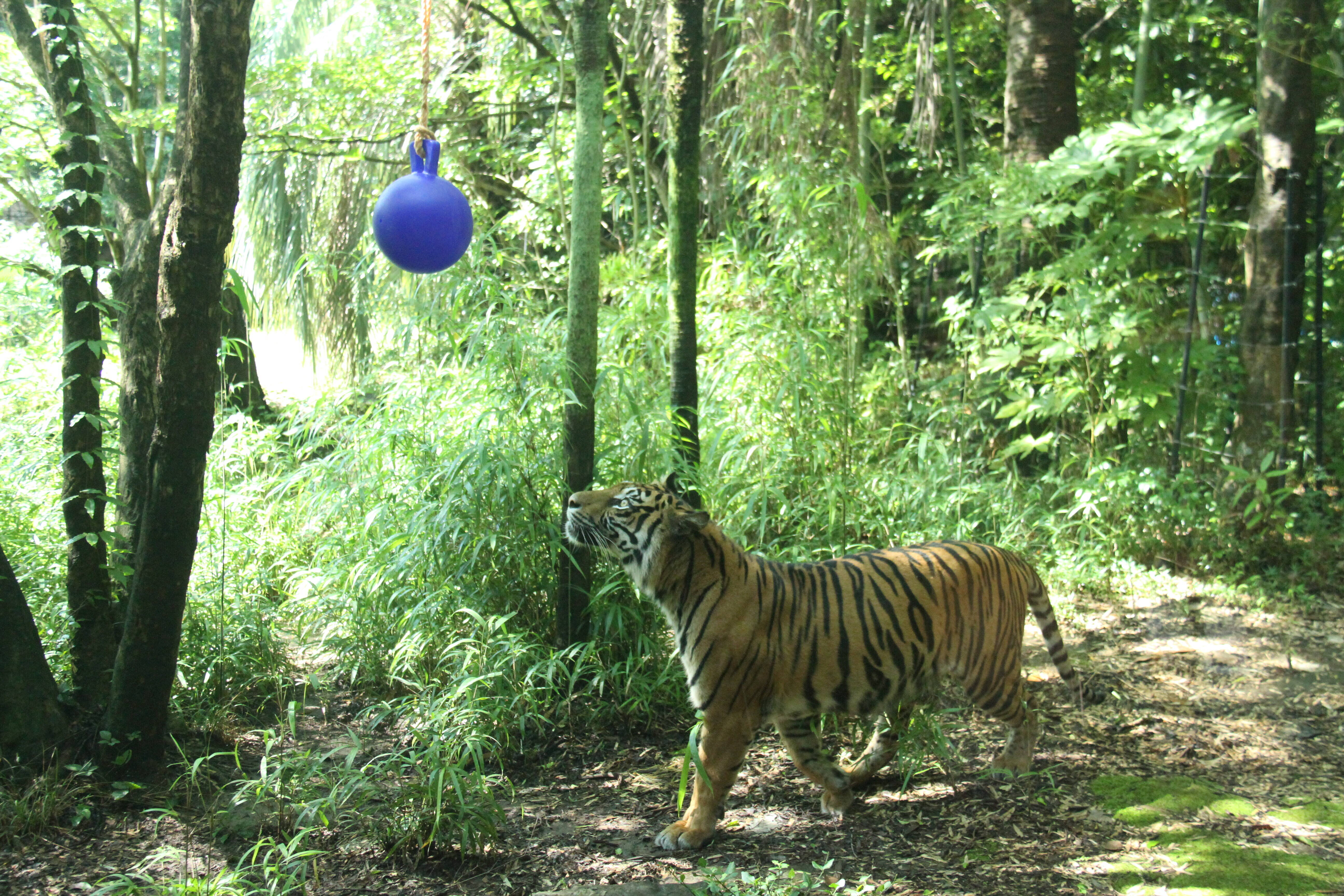 遊具をラウトに すまとらとらブログ よこはま動物園ズーラシア公式サイト 公益財団法人 横浜市緑の協会