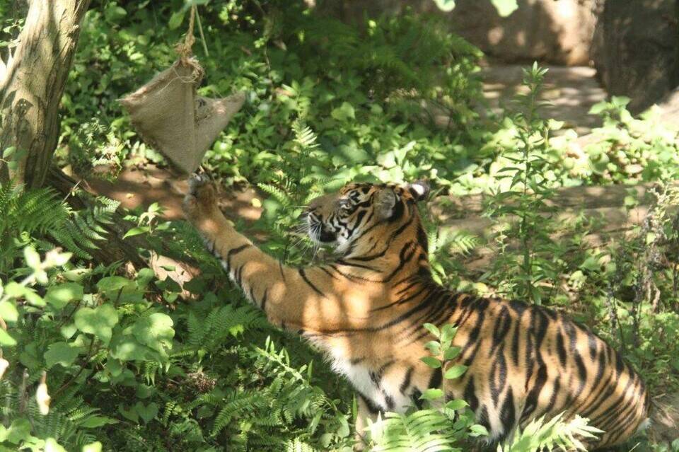 ムジュに遊具を すまとらとらブログ よこはま動物園ズーラシア公式サイト 公益財団法人 横浜市緑の協会