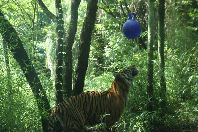 続 遊具をラウトに すまとらとらブログ よこはま動物園ズーラシア公式サイト 公益財団法人 横浜市緑の協会