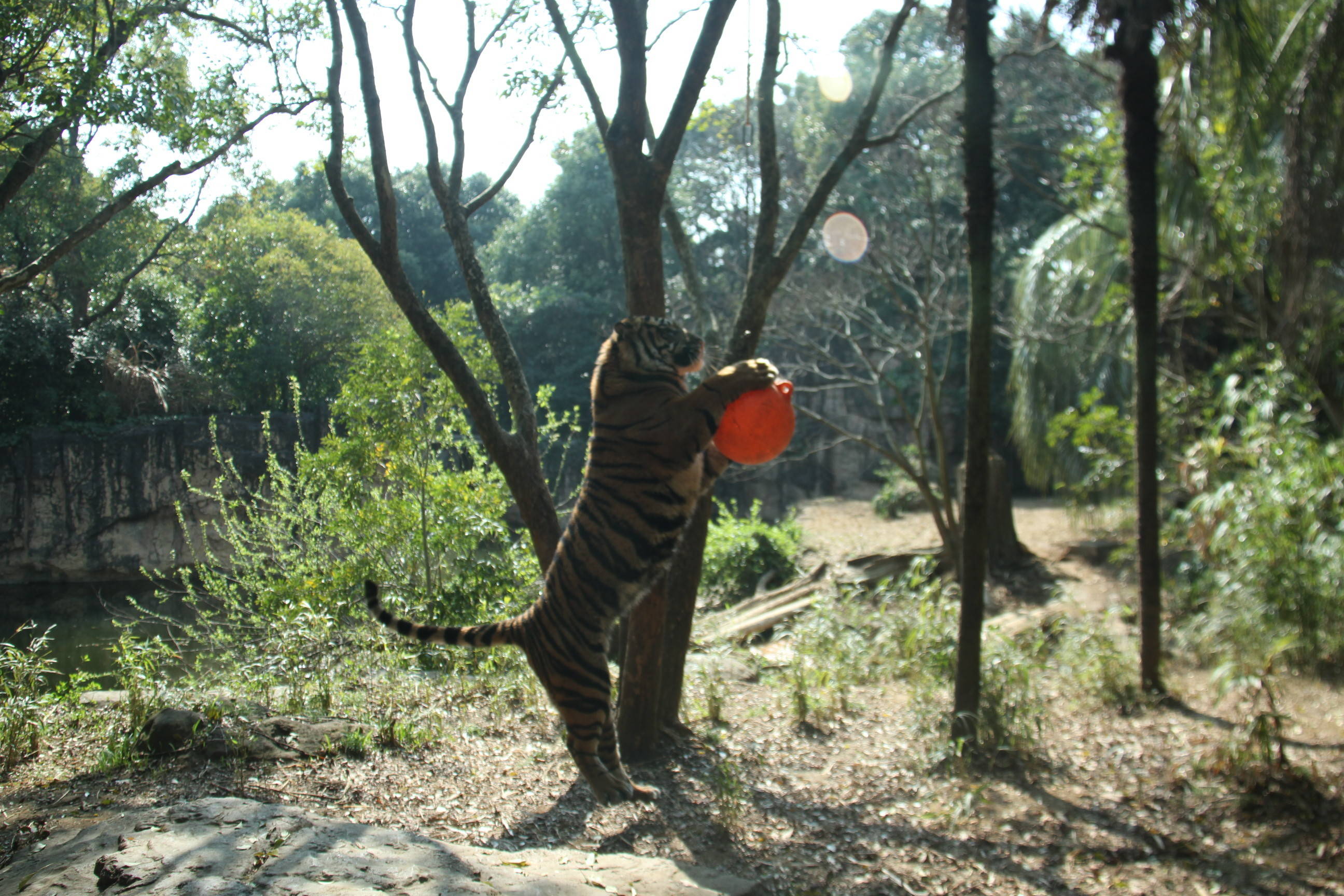 ダイエットが必要なようで D すまとらとらブログ よこはま動物園ズーラシア公式サイト 公益財団法人 横浜市緑の協会