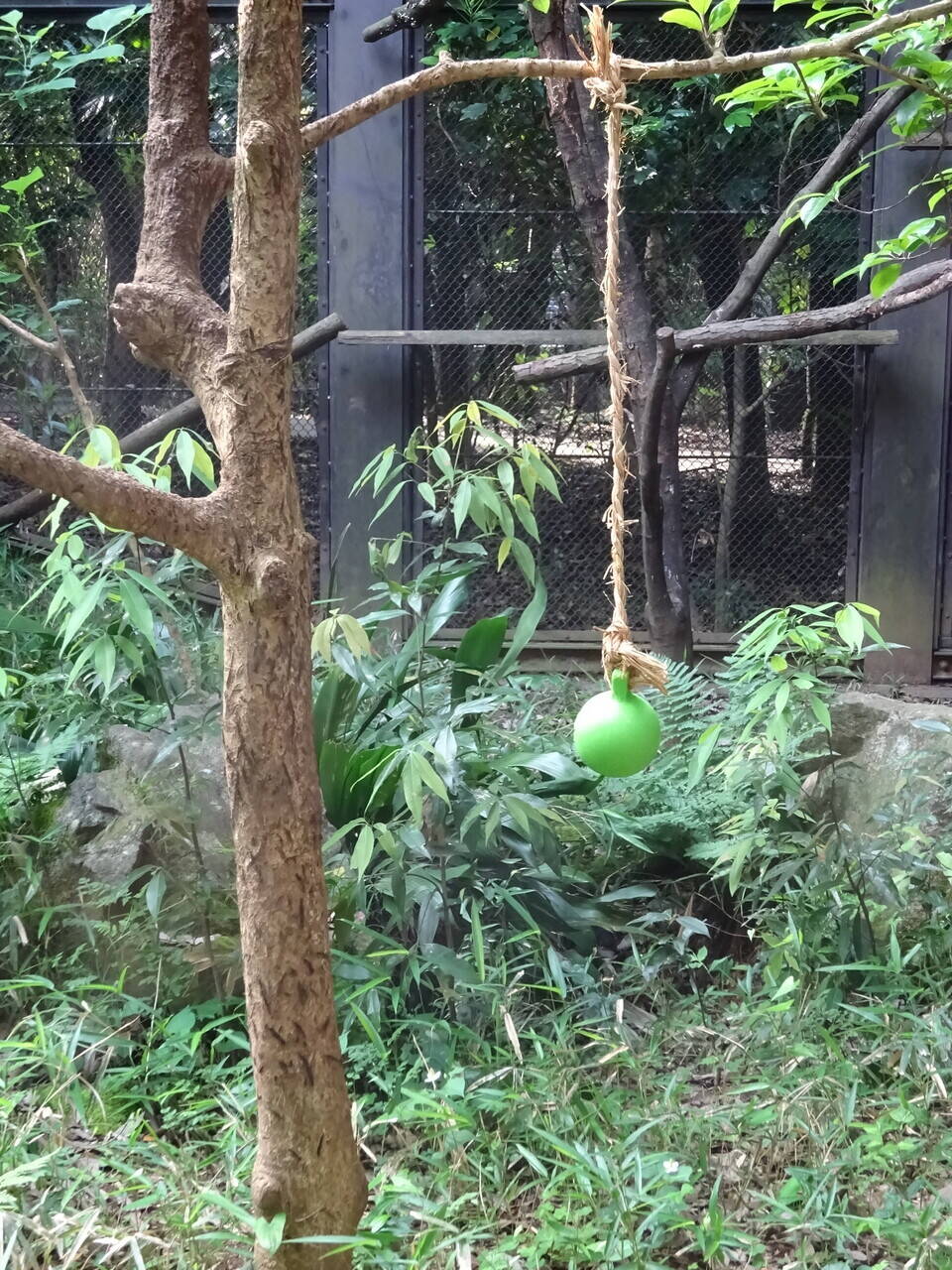 タヤも元気に過ごしてますよ 飼育日誌 よこはま動物園ズーラシア公式サイト 公益財団法人 横浜市緑の協会