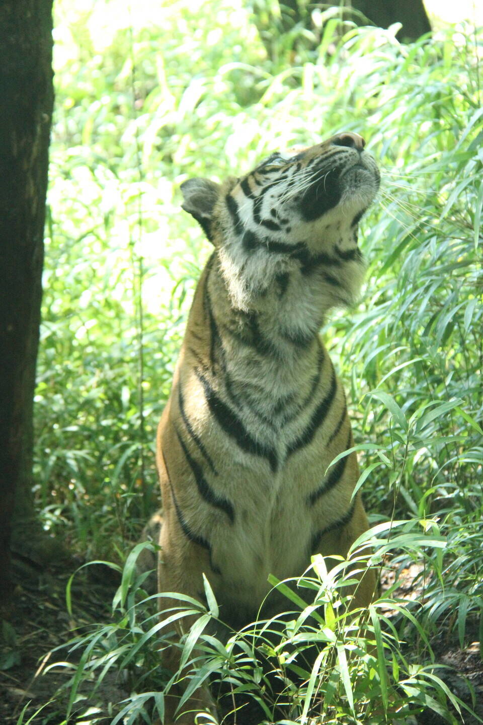 続 遊具をラウトに すまとらとらブログ よこはま動物園ズーラシア公式サイト 公益財団法人 横浜市緑の協会