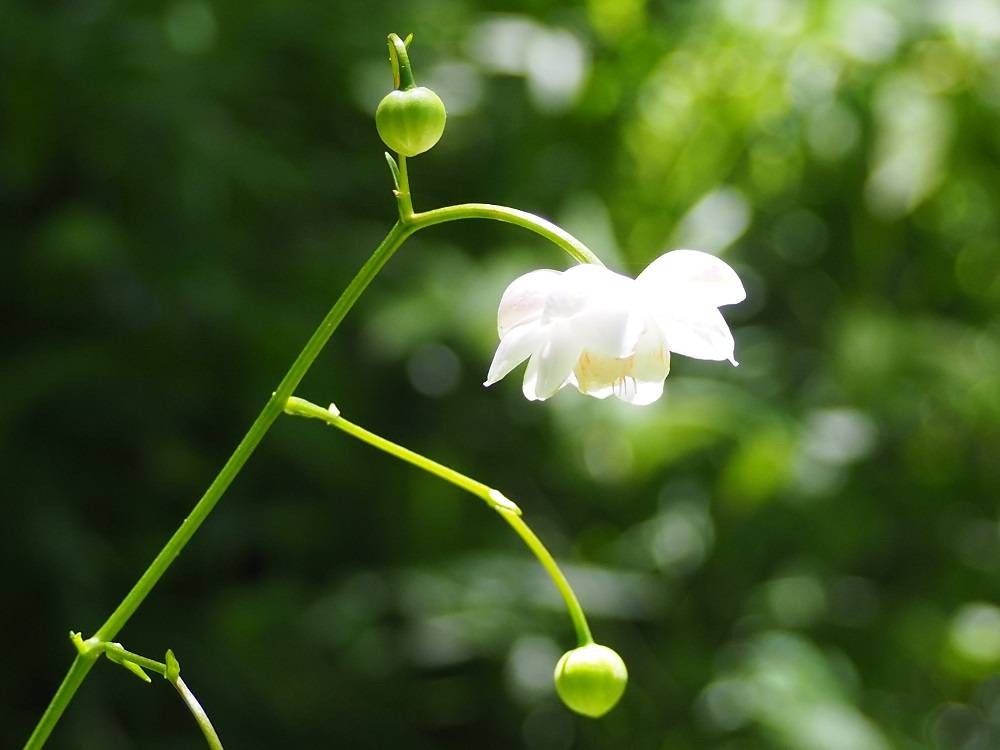 レンゲショウマ|野草園|植物紹介 こども植物園公式サイト｜公益財団法人 横浜市緑の協会