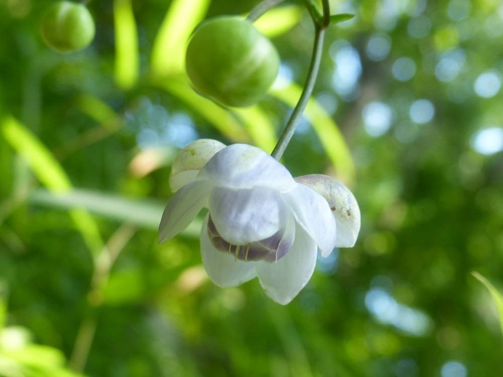 レンゲショウマ|野草園|植物紹介 こども植物園公式サイト｜公益財団法人 横浜市緑の協会