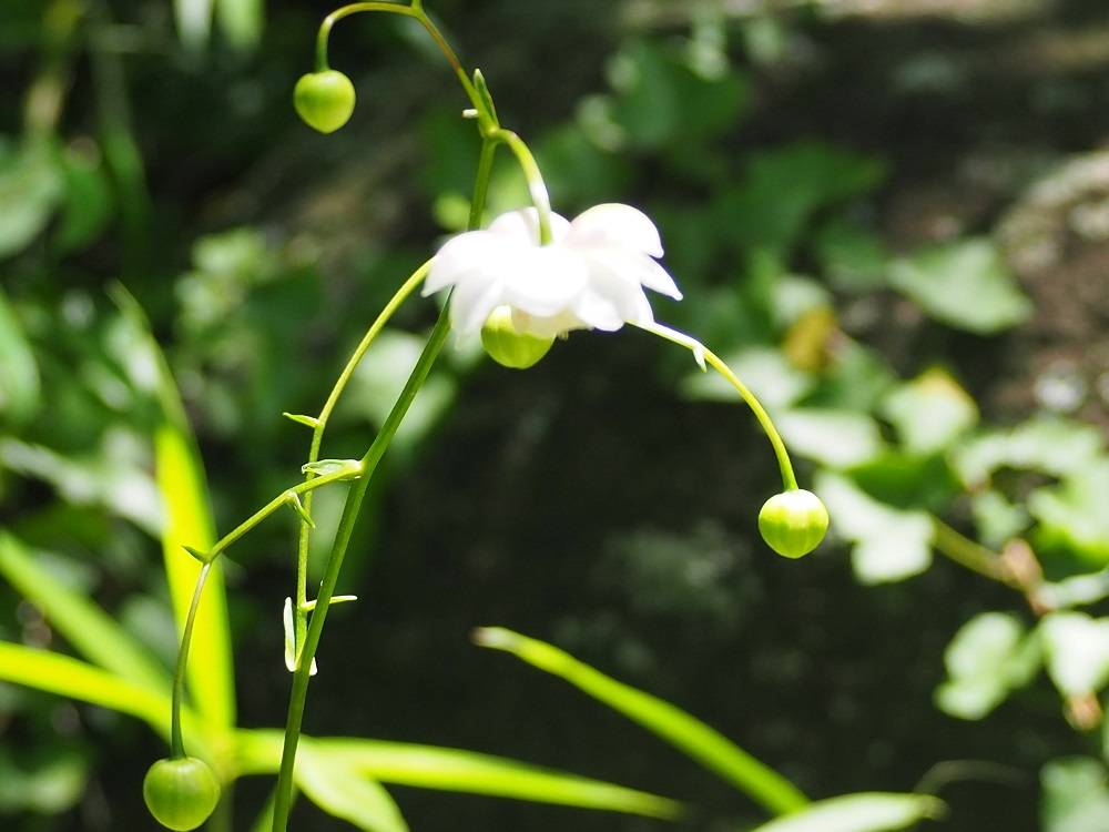 レンゲショウマ|野草園|植物紹介 こども植物園公式サイト｜公益財団法人 横浜市緑の協会