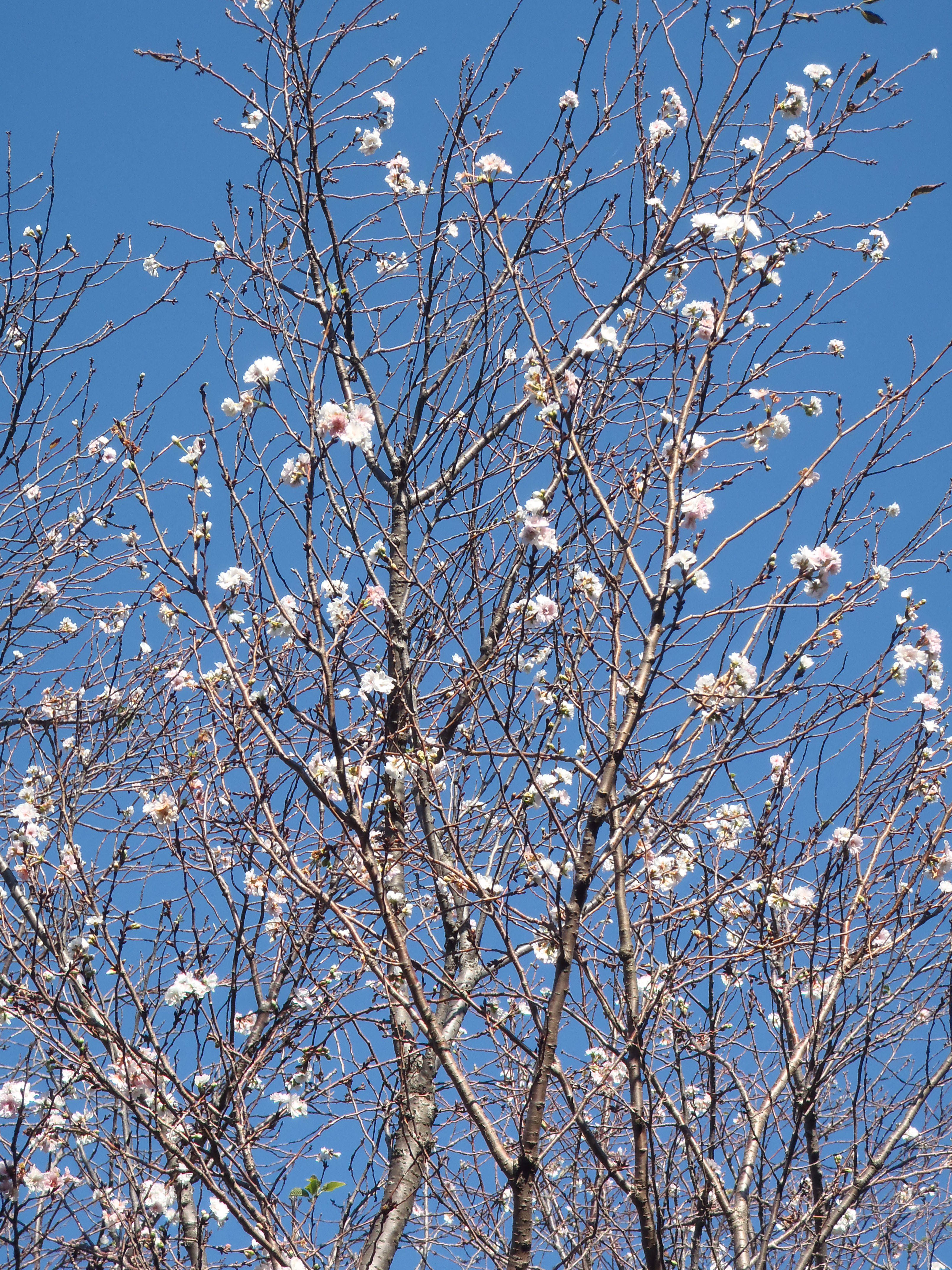 馬場花木園 十月桜と寒牡丹 ブログ 馬場花木園公式サイト 公益財団法人 横浜市緑の協会