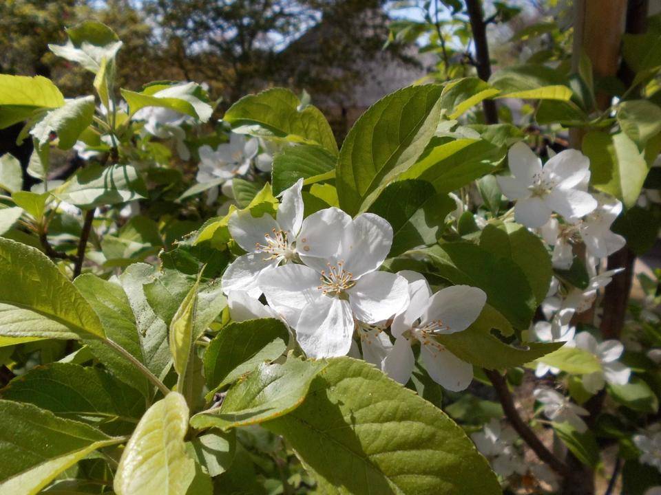 姫リンゴの花が咲いています。|｜ブログ|馬場花木園公式サイト｜公益財団法人 横浜市緑の協会