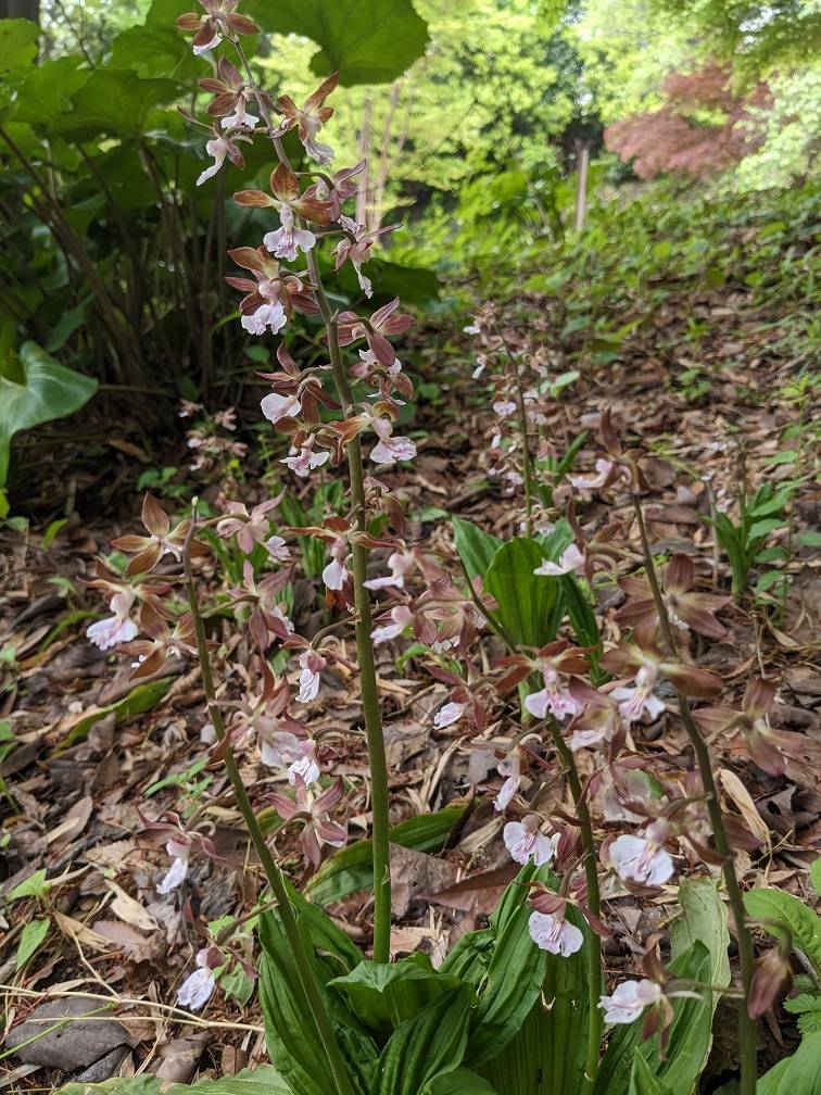 エビネの花が咲いています。|｜ブログ|馬場花木園公式サイト｜公益財団法人 横浜市緑の協会