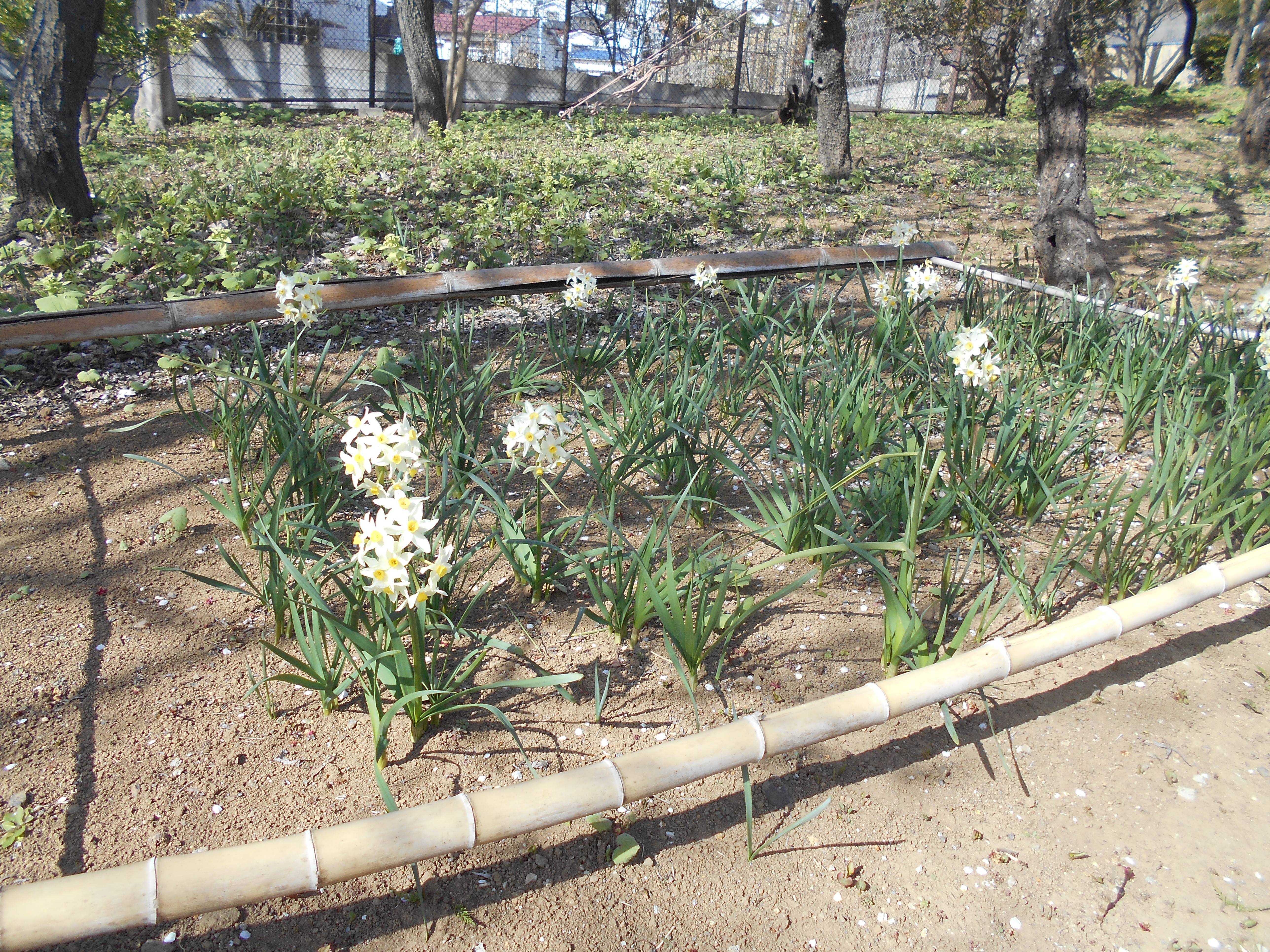 スイセンの花が咲いています ブログ 馬場花木園公式サイト 公益財団法人 横浜市緑の協会