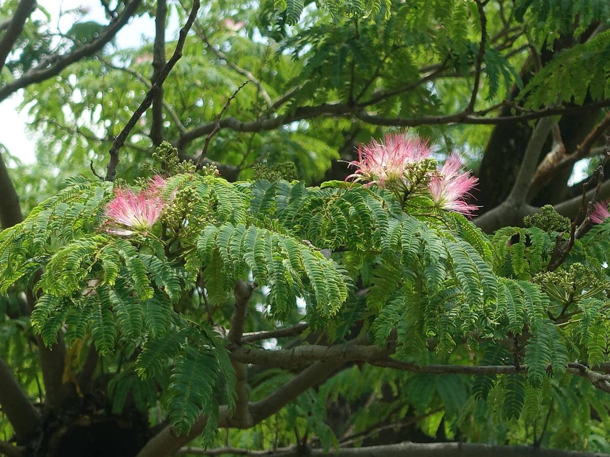 ネムノキ（合歓の木）の花が咲きはじめました。|｜ブログ|岸根公園公式サイト｜公益財団法人 横浜市緑の協会