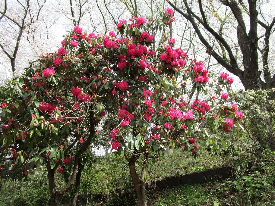 石楠花（シャクナゲ）の花|｜ブログ|岸根公園公式サイト｜公益財団法人 横浜市緑の協会