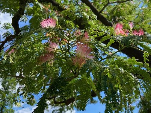 合歓木（ネムノキ）開花|｜ブログ|岸根公園公式サイト｜公益財団法人 横浜市緑の協会