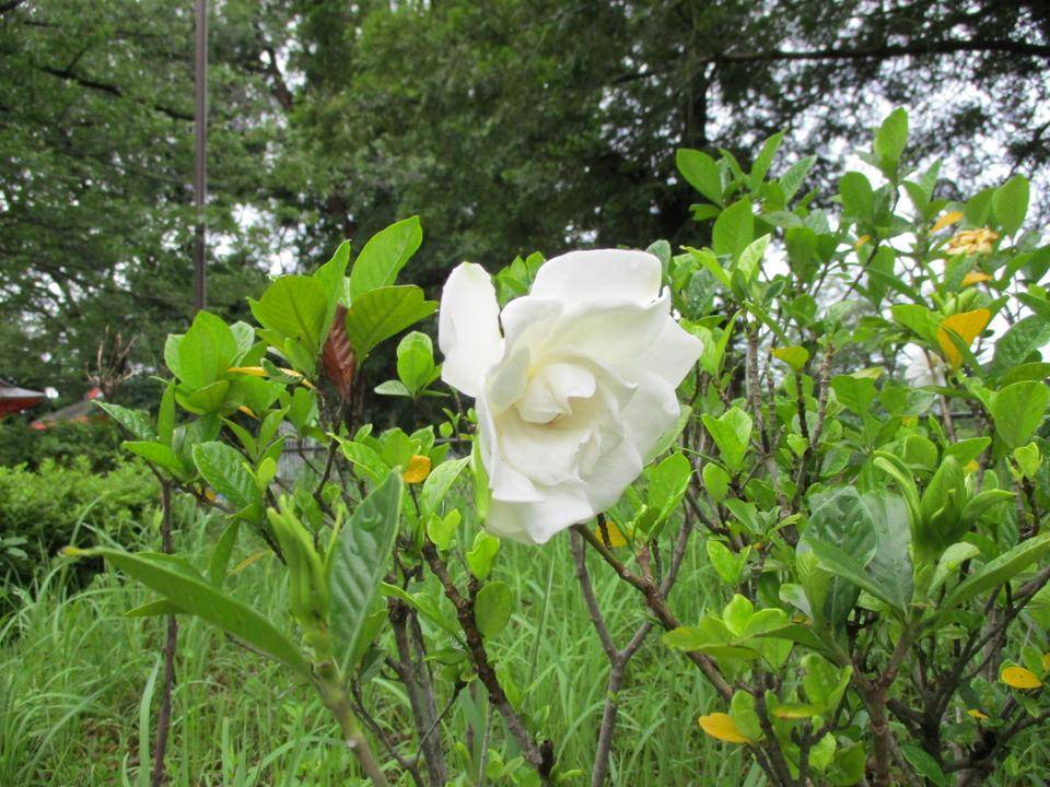 くちなしの花|｜ブログ|俣野公園公式サイト｜公益財団法人 横浜市緑の協会