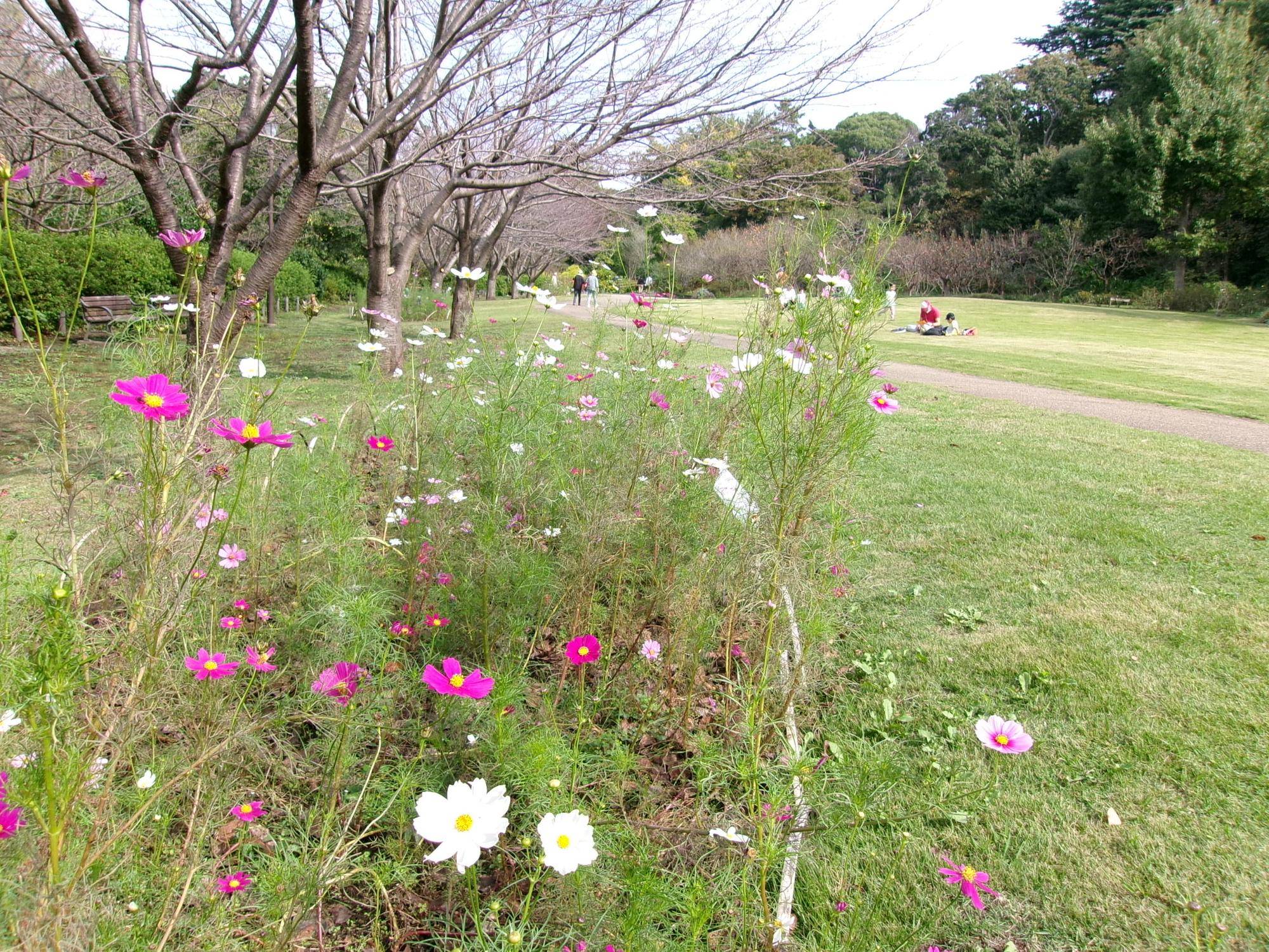 秋うらら|｜ブログ|俣野別邸庭園公式サイト｜公益財団法人 横浜市緑の協会