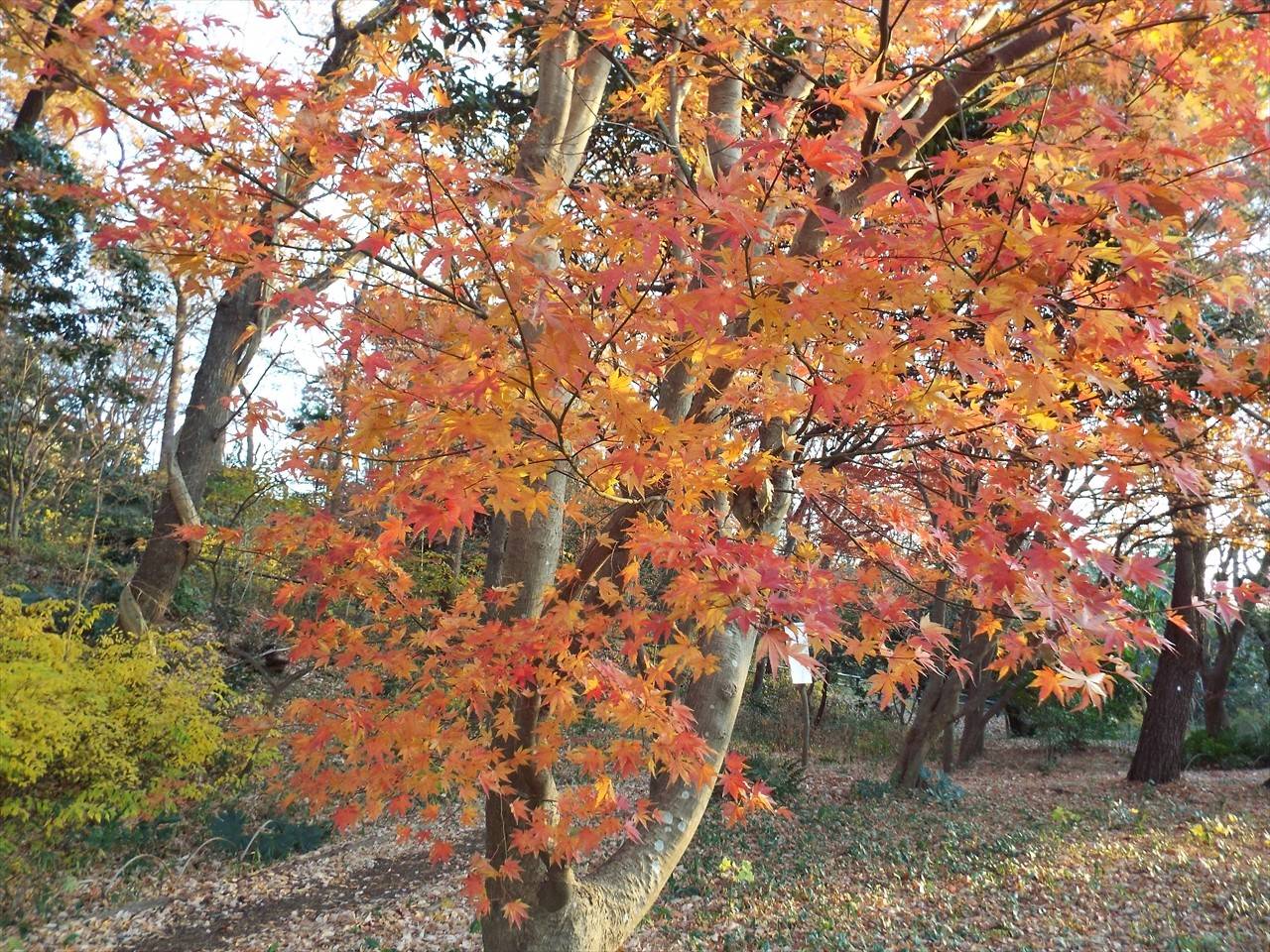 /park/matanobettei/authora8510/DSCF4674_R.jpg