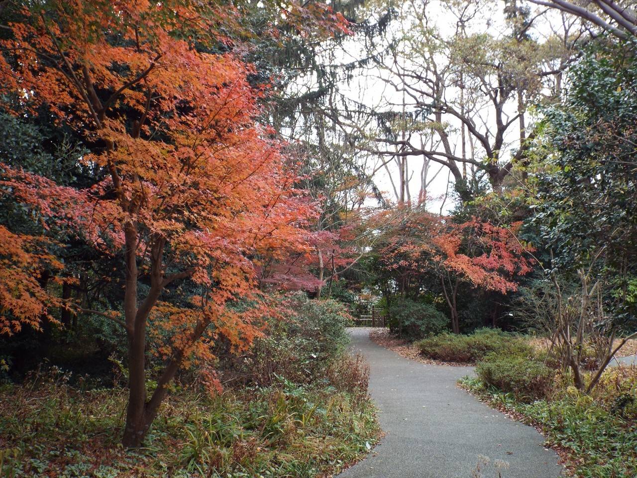 /park/matanobettei/authora8510/DSCF4895_R.jpg