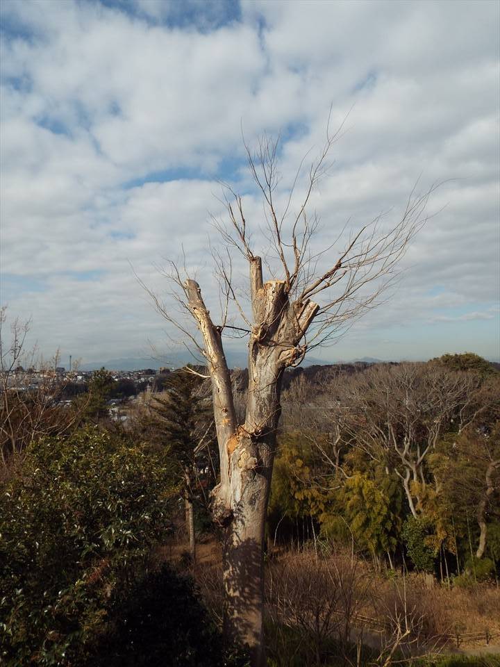 /park/matanobettei/authora8510/DSCF6012_R.jpg