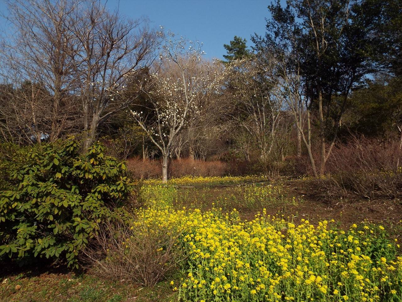 /park/matanobettei/authora8510/DSCF6757_R.jpg