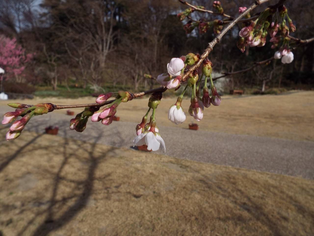 /park/matanobettei/authora8510/DSCF6985_R.jpg