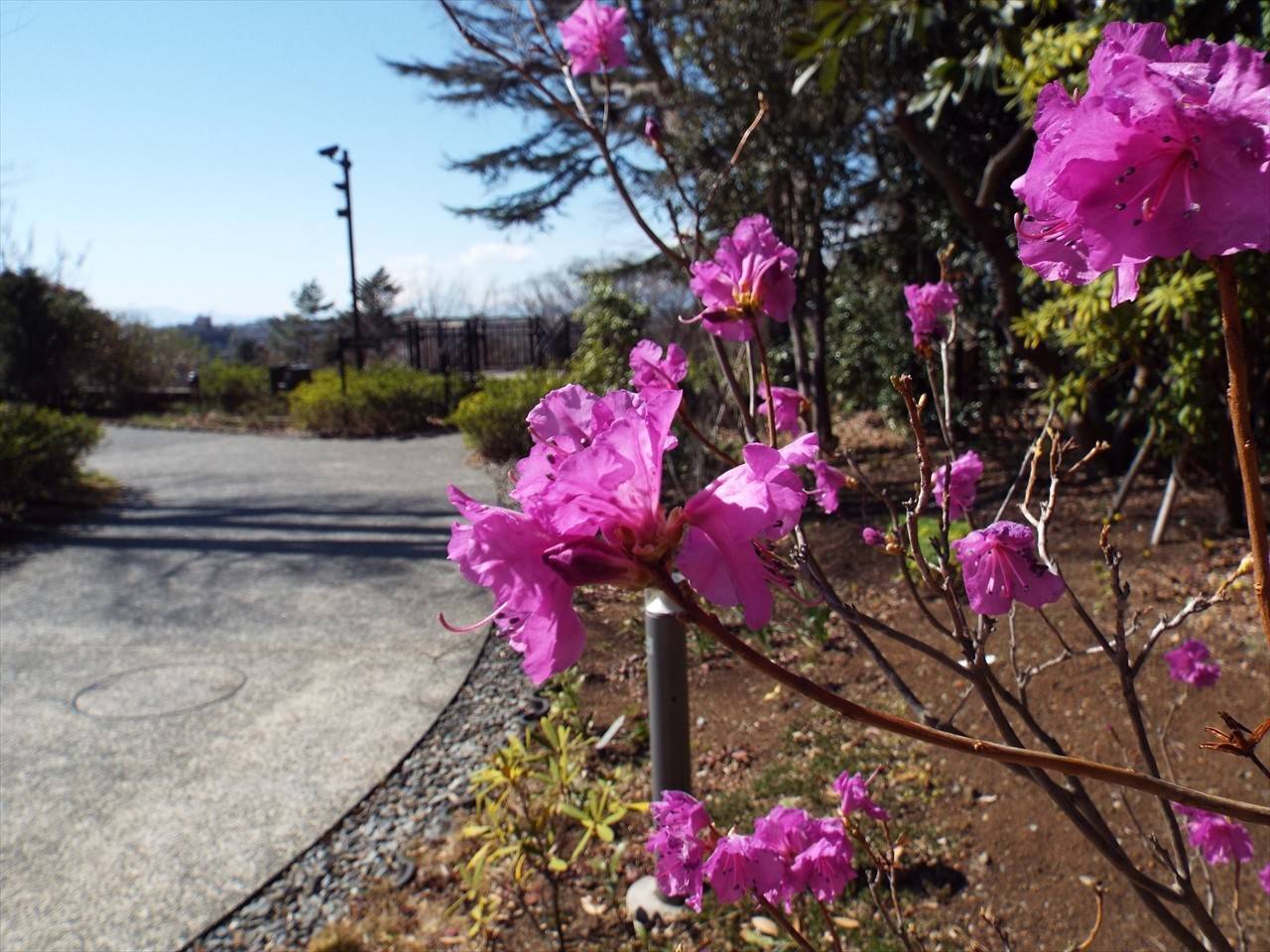 /park/matanobettei/authora8510/DSCF7010_R.jpg