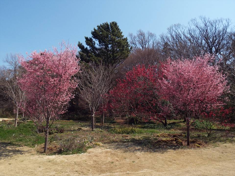 /park/matanobettei/authora8510/DSCF7164_R.jpg