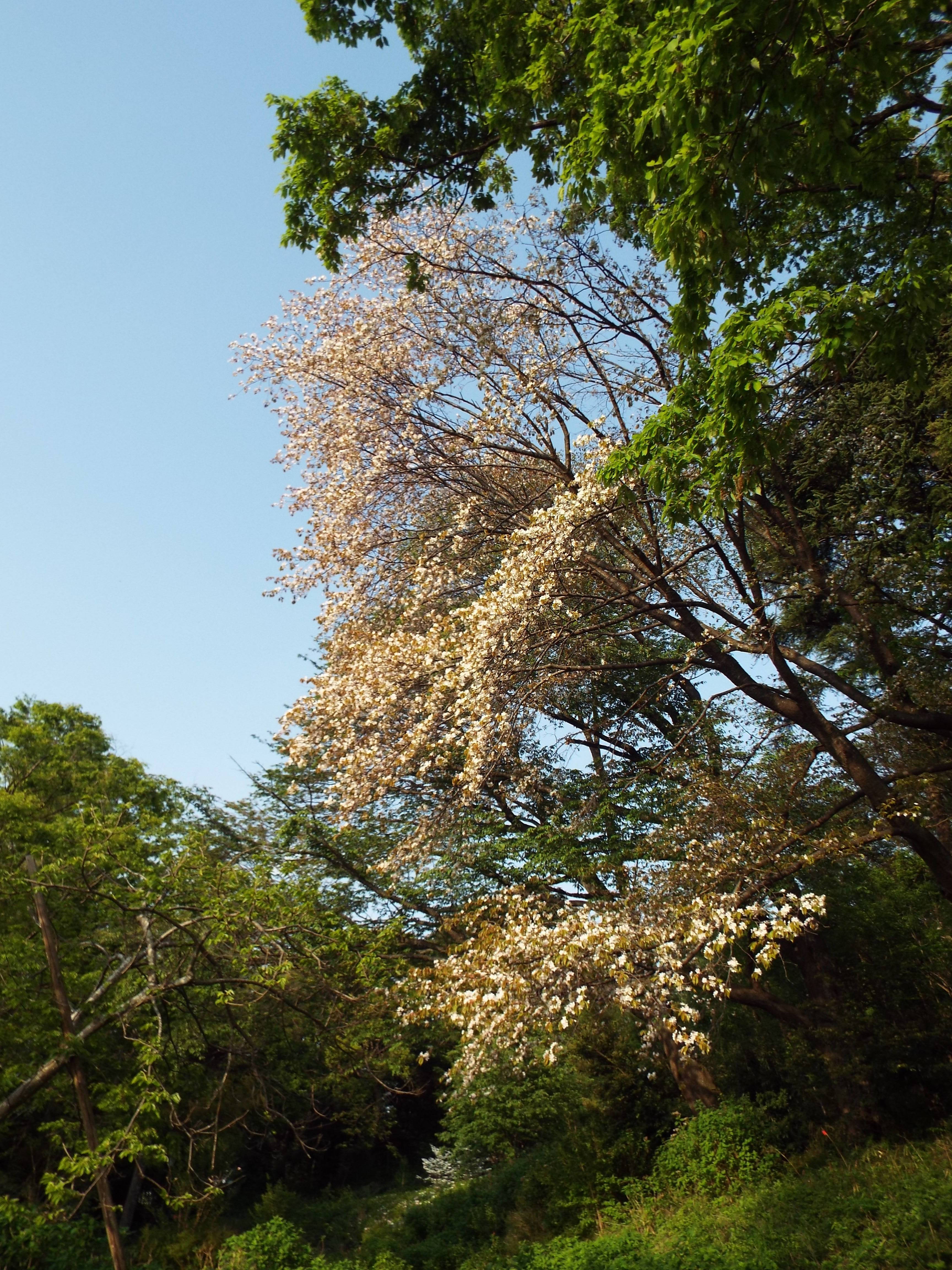 /park/matanobettei/authora8510/DSCF7599.jpg