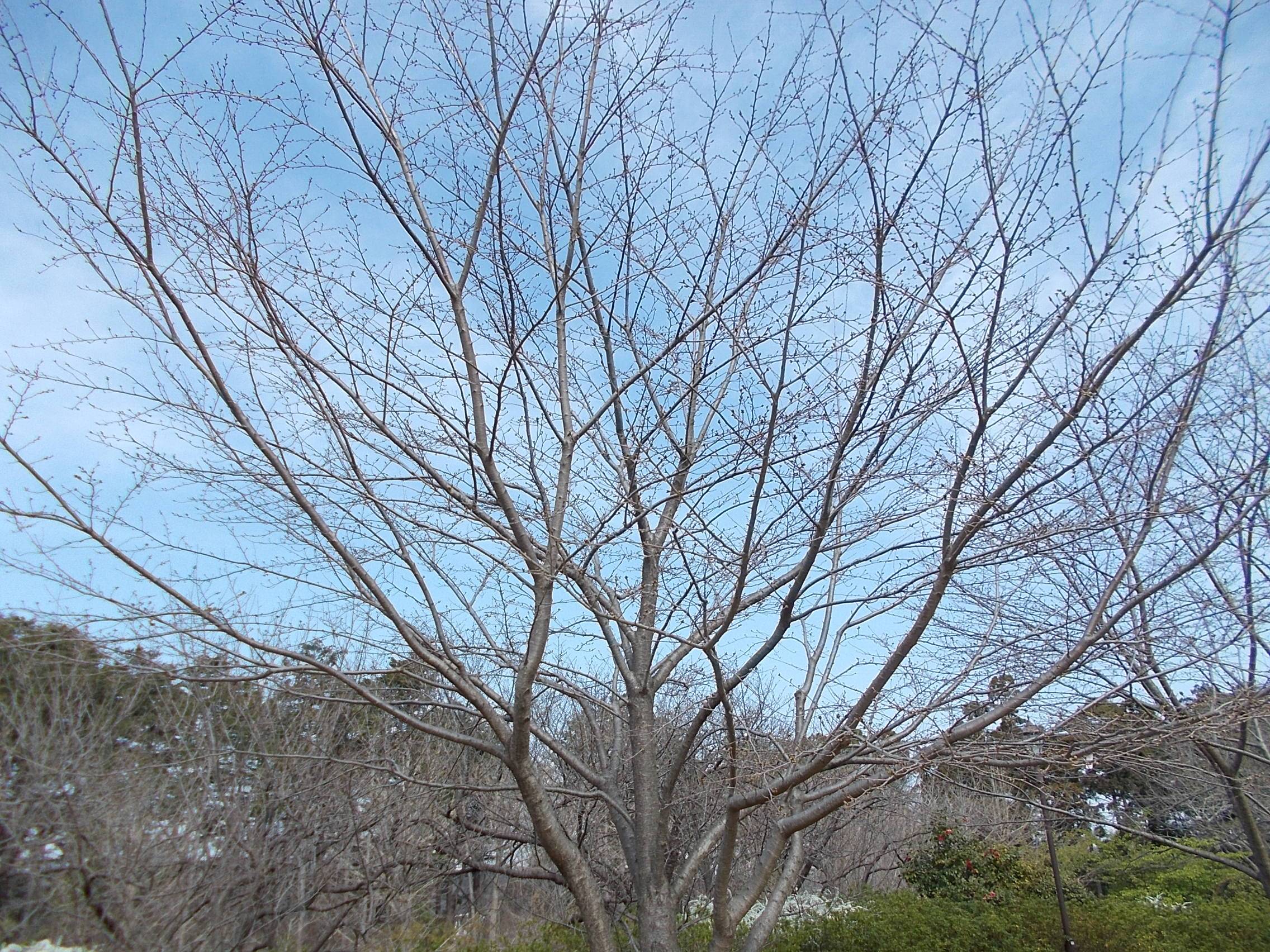 俣野別邸庭園開花情報 3月16日号 桜開花 俣野別邸庭園公式サイト 公益財団法人 横浜市緑の協会