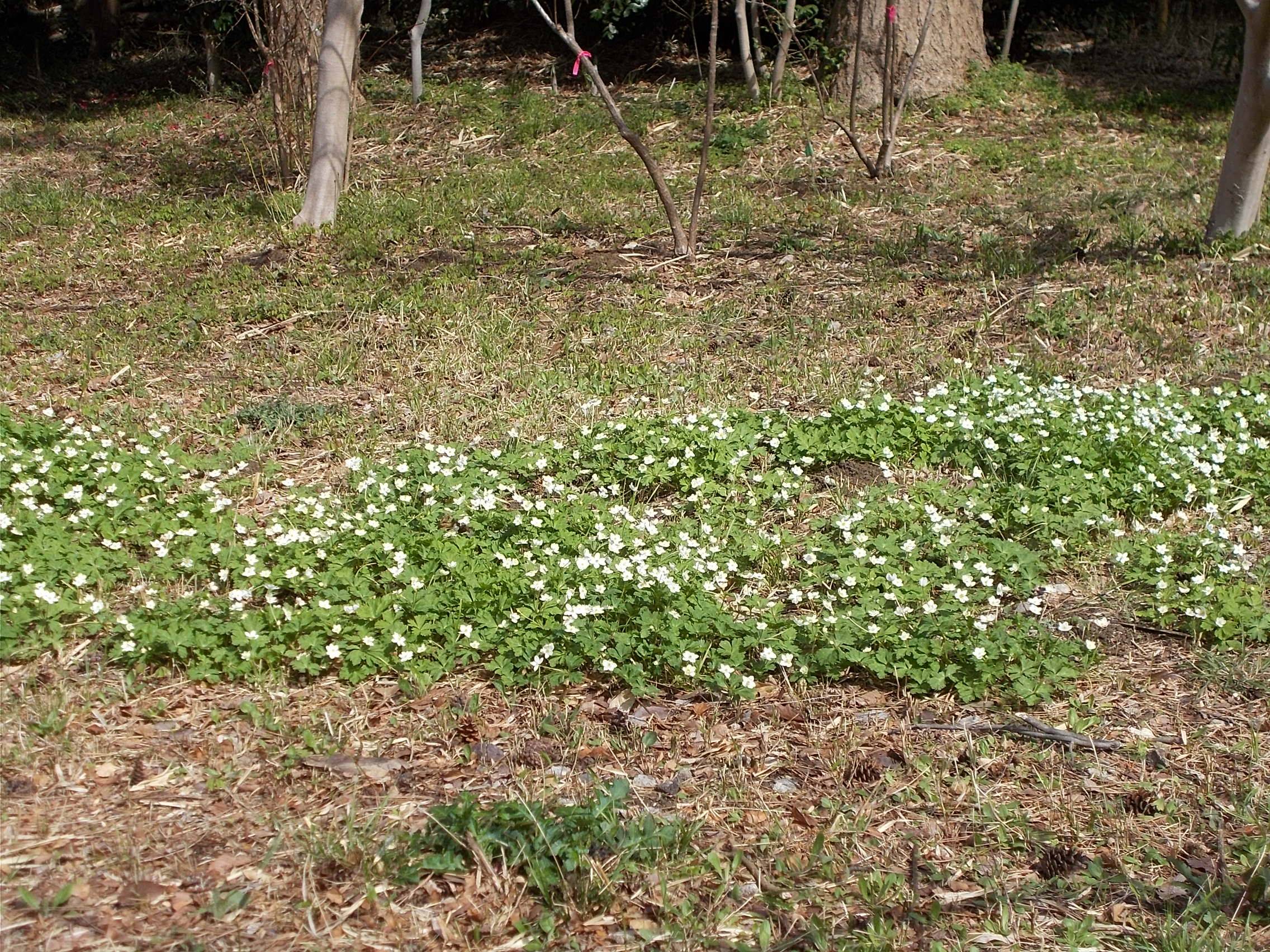 俣野別邸庭園開花情報 3月16日号 桜開花 俣野別邸庭園公式サイト 公益財団法人 横浜市緑の協会