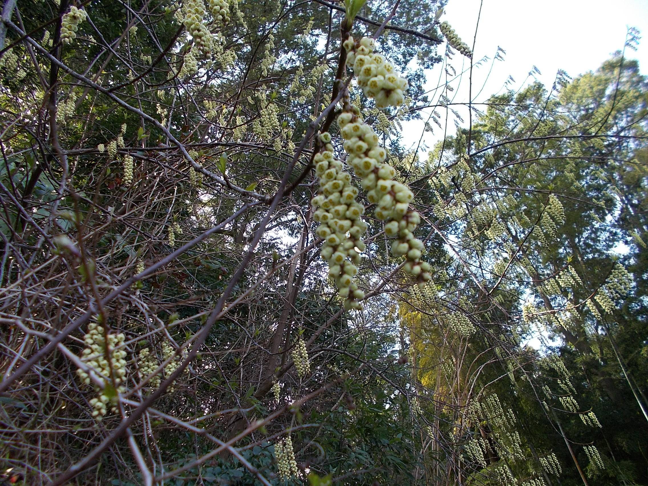 俣野別邸庭園開花情報 3月16日号 桜開花 俣野別邸庭園公式サイト 公益財団法人 横浜市緑の協会